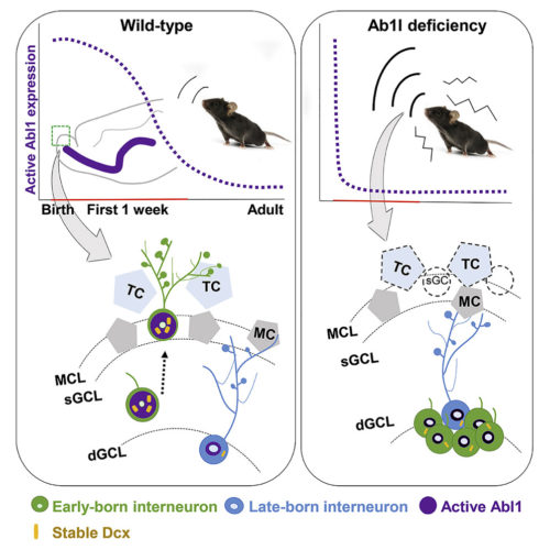 graphical abstract to Timely Inhibitory Circuit Formation Controlled by Abl1 Regulates Innate Olfactory Behaviors in Mouse