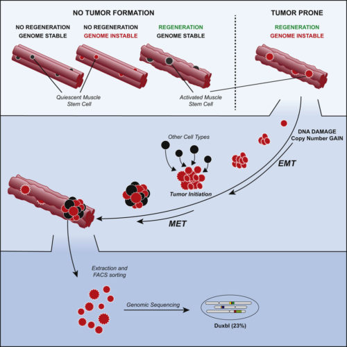 graphical abstract to Oncogenic Amplification of Zygotic Dux Factors in Regenerating p53-Deficient Muscle Stem Cells Defines a Molecular Cancer Subtype