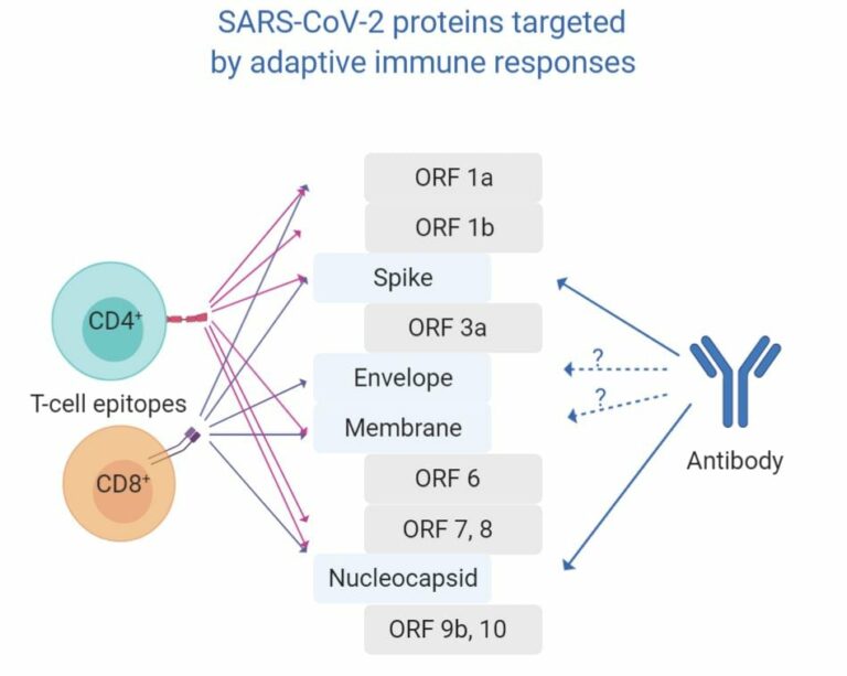 SARS-CoV-2 | A Visual Guide to the SARS-CoV-2 COVID-19 | Medtextpert
